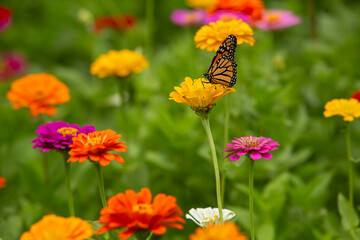Zinnia Garden With Monarch Butterfly On Yellow Flower