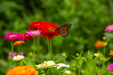 Monarch Butterfly On Red Zinnia Plant