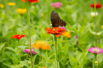 Black Swallowtail Butterfly In Garden On Zinnia Flower