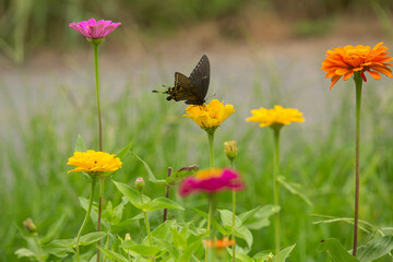 Black Swallowtail Butterfly In Garden Of Zinnia Flowers