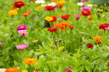 Obraz na płótnie Canvas Large Zinnia Garden With Black Swallowtail Butterfly