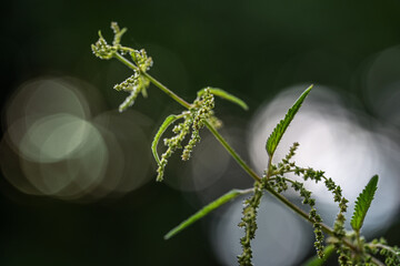 Flowering stinging nettle (Urtica dioica) as an abstract macro shot with very narrow depth of field against a dark bokeh background, copy space, selective focus