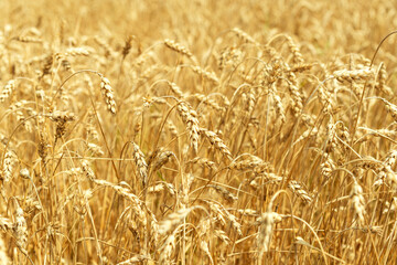 Wheat field. Ears of golden wheat close up. Beautiful Nature Sunset Landscape. Rural Scenery under Shining Sunlight. Background of ripening ears of meadow wheat field. Rich harvest Concept.