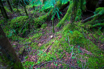 Fototapeta premium 長野県南佐久郡の八ヶ岳のニュウの登山道の風景 A view of the trail at Nyu, Yatsugatake, Minamisaku-gun, Nagano Prefecture, Japan.