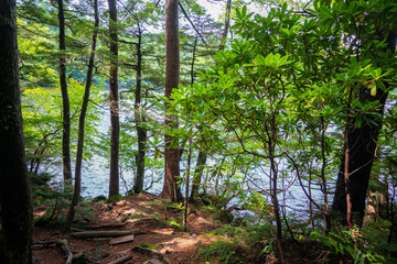 長野県南佐久郡の八ヶ岳のニュウの登山道の風景 A view of the trail at Nyu, Yatsugatake, Minamisaku-gun, Nagano Prefecture, Japan.