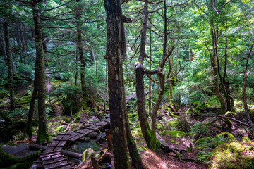 長野県南佐久郡の八ヶ岳のニュウの登山道の風景 A view of the trail at Nyu, Yatsugatake, Minamisaku-gun, Nagano Prefecture, Japan.