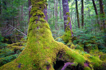 長野県南佐久郡の八ヶ岳のニュウの登山道の風景 A view of the trail at Nyu, Yatsugatake, Minamisaku-gun, Nagano Prefecture, Japan.