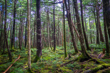 Obraz premium 長野県南佐久郡の八ヶ岳のニュウの登山道の風景 A view of the trail at Nyu, Yatsugatake, Minamisaku-gun, Nagano Prefecture, Japan.