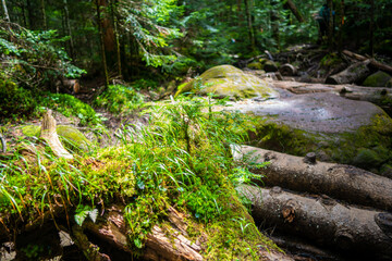 長野県南佐久郡の八ヶ岳のニュウの登山道の風景 A view of the trail at Nyu, Yatsugatake, Minamisaku-gun, Nagano Prefecture, Japan.