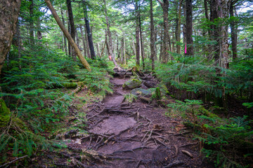 長野県南佐久郡の八ヶ岳のニュウの登山道の風景 A view of the trail at Nyu, Yatsugatake, Minamisaku-gun, Nagano Prefecture, Japan.