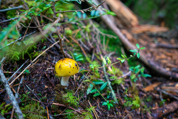 長野県南佐久郡の八ヶ岳のニュウの登山道の風景 A view of the trail at Nyu, Yatsugatake, Minamisaku-gun, Nagano Prefecture, Japan.