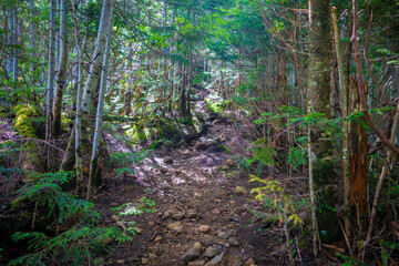 長野県南佐久郡の八ヶ岳のニュウの登山動の風景 Nyu, Yatsugatake,...