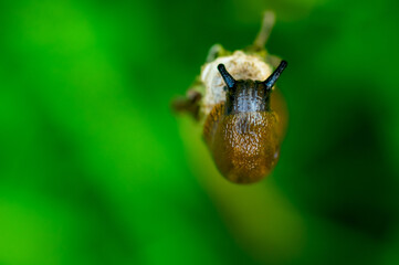 Supervision of a nudibranch on a flower 