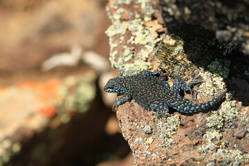 Lagartija Patagonia