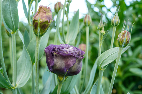 Side view of a blooming lisianthus flower. Roseanne black pearl lisianthus flower. Lisianthus plants growing outdoors in a flower bed.