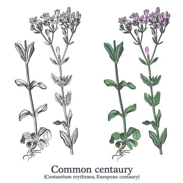 Common centaury. Colorful vector hand drawn plant. Vintage medicinal sketch.