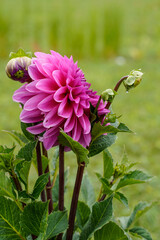 Close up of the side view of a large purple dahlia flower growing outdoors. Healthy plant with additional flower buds.