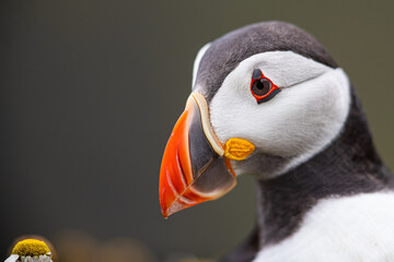 An Atlantic Puffin examining a flower, Skomer Island, Wale, UK