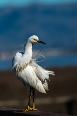 Snowy Egret Preening Along the Shores of San Francisco Bay