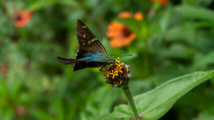 Mariposa Saltarina de Cola Larga Azul