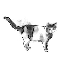 Domestic cat is standing in digital watercolour technique isolated on white background 