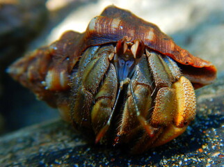 Costa Rica Pacific sea life