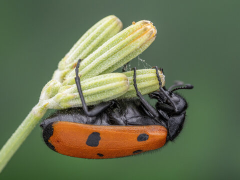 Closeup of a mylabris quadripunctata on blooming flowers in a field with a blurry background