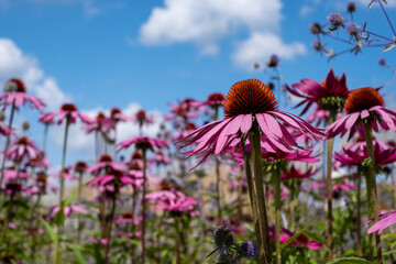Stunning pink echinacea flowers, also known as cone flowers or rudbeckia. The perennial flowers were photographed in mid summer in a garden in Surrey UK.  The plants have medicinal properties. - obrazy, fototapety, plakaty