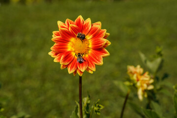 Two bees are on the flower head of a yellow and orange dahlia flower. 