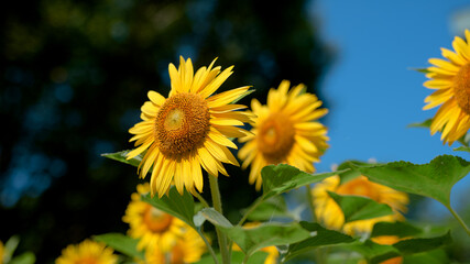 ひまわりの決起集会