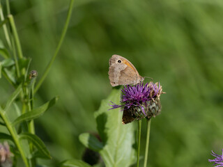 Schmetterling auf Blüte