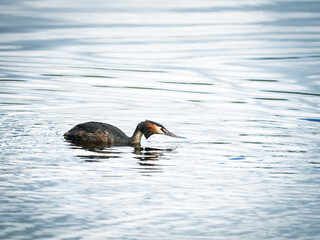 Haubentaucher auf dem See