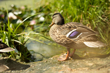 Duck on the shore of the pond. Duck shot close.