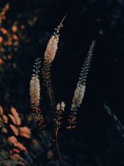 Bugbane, or Actaea Chocoholic Flower Heads, Retro-style Image