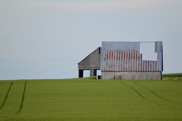 Rustic Barn in Kentucky Wheat Field 