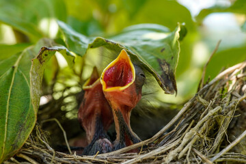 Close up of a newly hatched birds in a nest. Beak wide open, stretching its neck for food. 