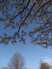 tree and sky