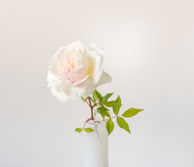 Close up of delicate white and pink rose bloom in vase (selective focus)