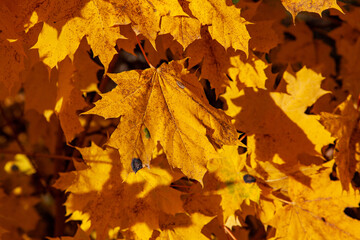 Naklejka na ściany i meble maple leafs in autumn