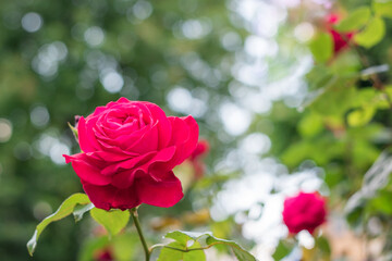 Red rose blooming in the garden, copy space for text 