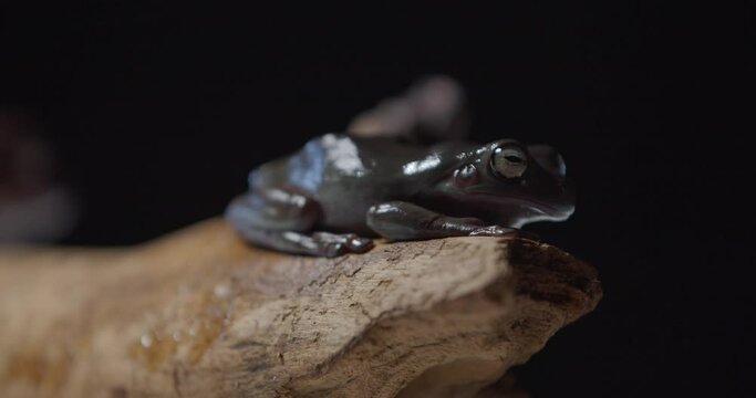 Australian tree frog is sitting on a tree branch in the studio, cute animal, 4k