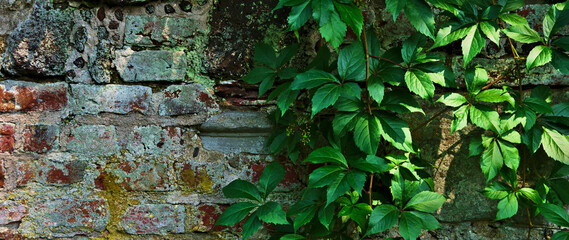 Green climber of ivy on an old brick wall.