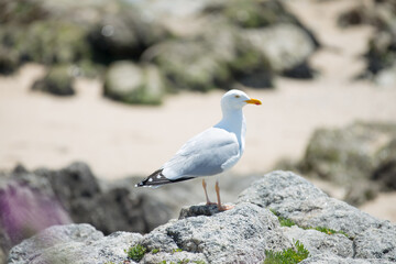 proud seagull