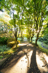 Tupare gardens in summer