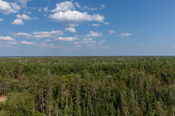 Fototapeta na wymiar Aerial Forest View In The Summer