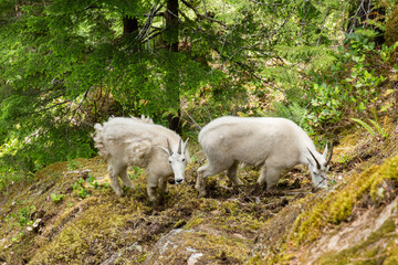Obraz na płótnie Canvas Mountain Goats grazing in Olympic National Park, Washington, USA