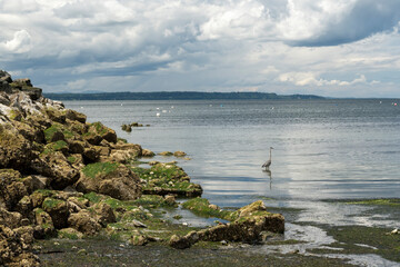 Fototapeta na wymiar Heron fishing in shallows on cloudy day