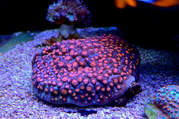 Chalice Stony polyps Coral - (Echinophyllia aspera)  - obrazy, fototapety, plakaty