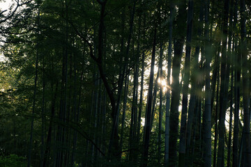Green bamboo forest rustling by the summer wind in Kanagawa, Japan.