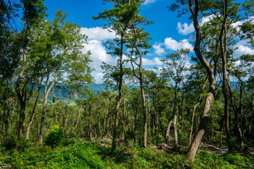 鹿児島県指宿市の開聞岳を登山している風景 A view of climbing Mt. Kaimon in Ibusuki City, Kagoshima Prefecture, Japan.